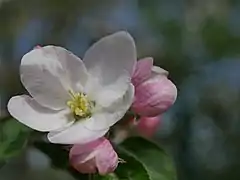 Einzelblüte