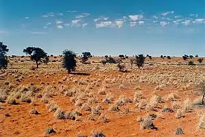 1. Subtropische Wüste:Luftfeuchtigkeit wird vom Wind davongetragen, wie hier in der Kalahari in Namibia.