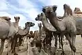 Kamele
