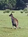 Känguru-Insel-Känguru, eine Unterart des Westlichen Grauen Riesenkängurus