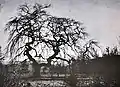 Die Kanzelbuche im Jahre 1910