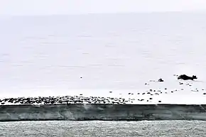 Komsomolez-Insel: Schrott und Ölfässer am Kap Arktitscheski (81°&nbsp;15′&nbsp;N, 95°&nbsp;39′&nbsp;O)