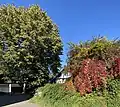 alte Linde – Hausbaum Kapellenweg 8–10