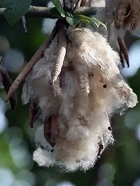 Kapok, der Baum mit der seidenen Baumwolle