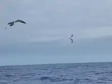 Drei Kapverdensturmvögel vor Madeira. Wahrscheinlich gehören sie zu der auf Bugio brütenden Unterart.