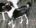 Karelischer Bärenhund