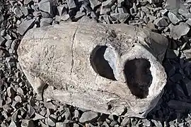 Fossiler Schädel eines Gorgonopsiers ausgestellt im Karoo-Nationalpark nahe Beaufort West, ein relativ typisches Fossil in den Gesteinen der Karoo.