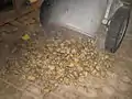 Gedämpfte Futterkartoffeln