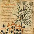 Pseudo-Apuleius Kassel 9. Jahrhundert
