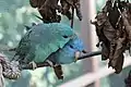 Kraulen und Kuscheln (Farbmutationen)