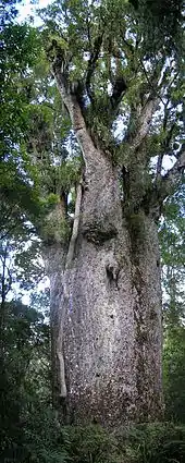 Kauri-Baum mit dem Namen „Te Matua. Ngahere“ (‚Vater des Waldes‘) im Waipoua-Wald (Nordinsel, Neuseeland)
