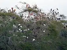 Nationalpark Keoladeo
