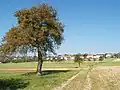 Kerlingen (Felder)