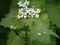 Alliaria petiolata