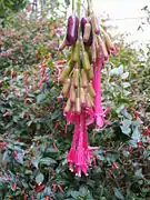 Fuchsia boliviana (auch Fuchsia coccinea, Fuchsia splendens, Fuchsia regia, Fuchsia fulgens u. a.)