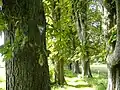 Allee mit Naturdenkmalzeichen