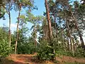 Kiefernwald im Osten der Bockholter Berge