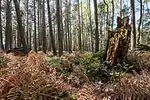 Beim Langen Moor