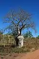 Australischer Baobab (Adansonia gregorii)