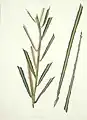 Ein Zweig des Lanzenholzes (Pseudopanax crassifolius), 1842.
