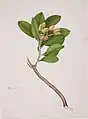 Zweig des Karaka-Baums (Corynocarpus laevigatus) mit Blättern und reifen gelben Früchten. 1842 für die New Zealand Company erstellt.