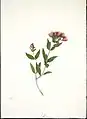 Ein Zweig roter Rata mit Blatt und Blüte. 1842 für die New Zealand Company erstellt.
