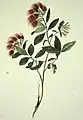 Handkolorierte Lithographie eines Zweigs der Roten Rata mit Blüten und Blättern. Ein neuseeländischer Giraffenrüsselkäfer kriecht den Hauptstiel hinauf.