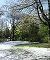 Erblühter Kirschbaum nach Schneefall im April