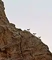 Wildziegen