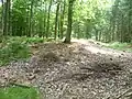 Sichtbare Wallreste des Kleinkastells Ockstädter Wald