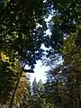 Klaffende Lücke im Frankfurter Waldpark, wo einst der Goetheturm stand