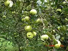 Klarapfel