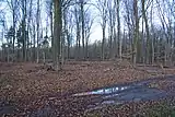 Bewaldeter Gipfel Klauserkopf