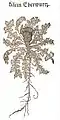 «Klein Eberwurtz» Cirsium acaule. H. Bock 1546/51