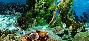 Unterwasserlandschaft in der Nähe von Klein Bonaire