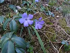 Kleines Immergrün