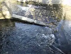 Abschlag derHügelheimer Runsvom Klemmbacham sog. „Teilstock“in Müllheim