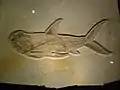 Knochenfisch Ionoscopiformes, unbestimmt