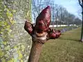 Knospe im Februar