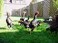 Ko-Shamo-Junghähne im Garten