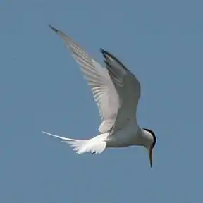 Zwergseeschwalbe (Sternula albifrons)