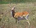 Letschwe-Antilope im Moremi-Wildreservat