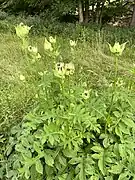 Kohldistel (Cirsium oleraceum)