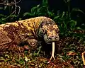 Komodowaran (Varanus komodoensis)