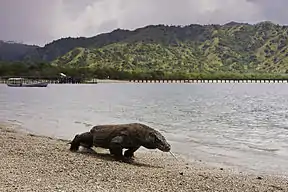 Komodowaran (Varanus komodoensis)