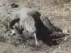Komodowaran (Varanus komodoensis)