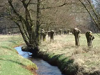 Geschneitelte Kopfweiden an der Brunau zwischen Bonstorf und Backeberg
