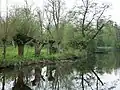 Kopfweiden