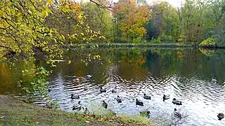 Kopfweiher
