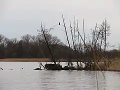 Am Pritzerber See im NSG Untere Havel Süd